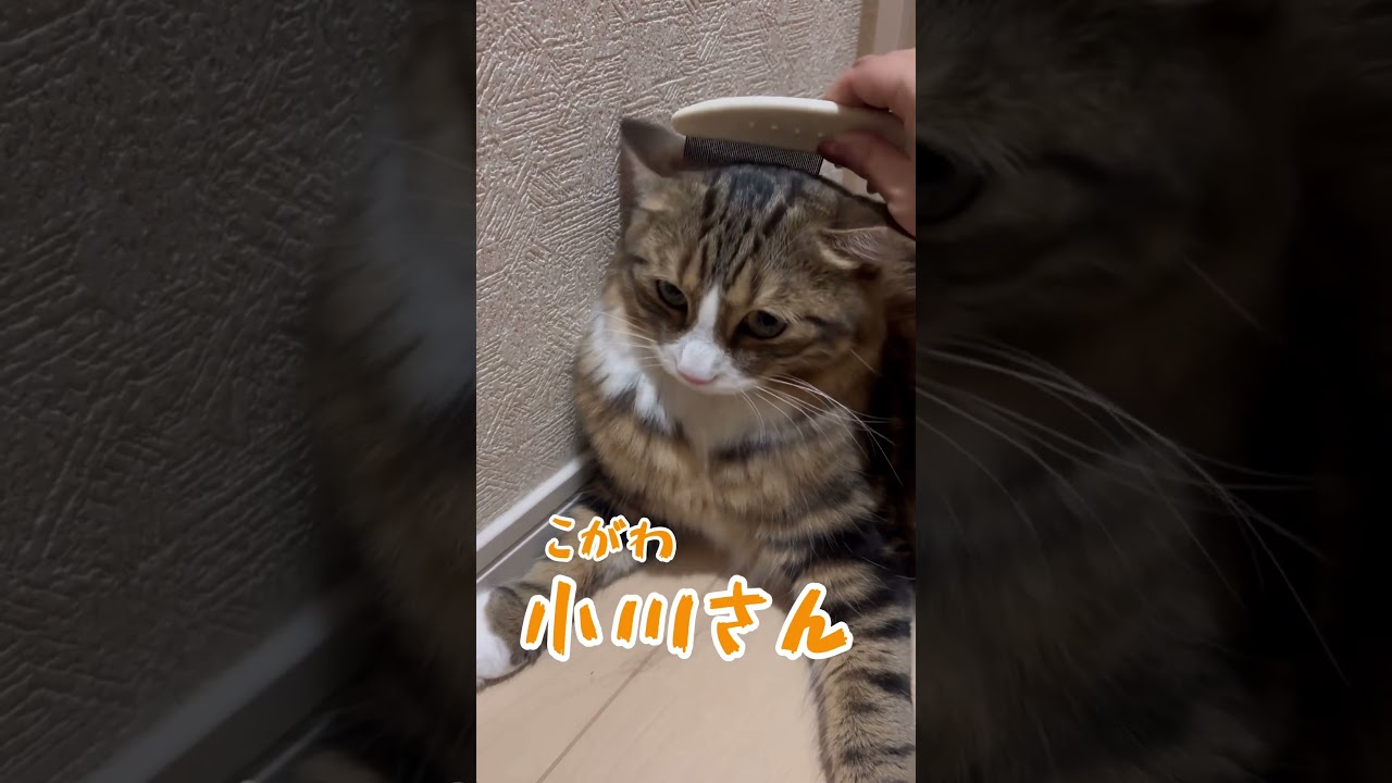 ちいかわ?!な猫さん🐱#誕生日 #cat #猫 #ねこ #マンチカン#shorts