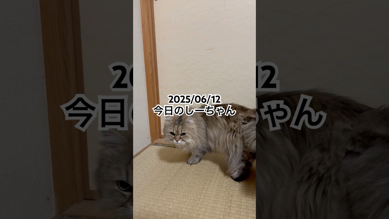 2025/06/12今日のしーちゃん #猫 #ペルシャ #シエル #cat #猫のいる暮らし