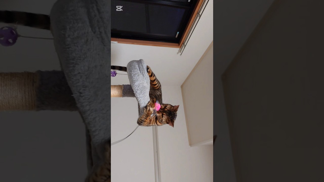 ハッチャケる猫 #猫 #猫動画 #猫のいる暮らし #ベンガル #cat #fyp #shorts #short