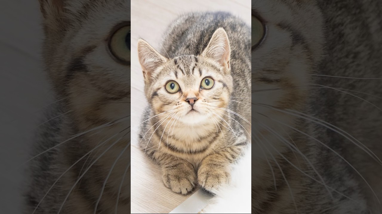 お迎え可能　子猫紹介#キャッテリーねこの樹  #子ネコ  #ブリーダー