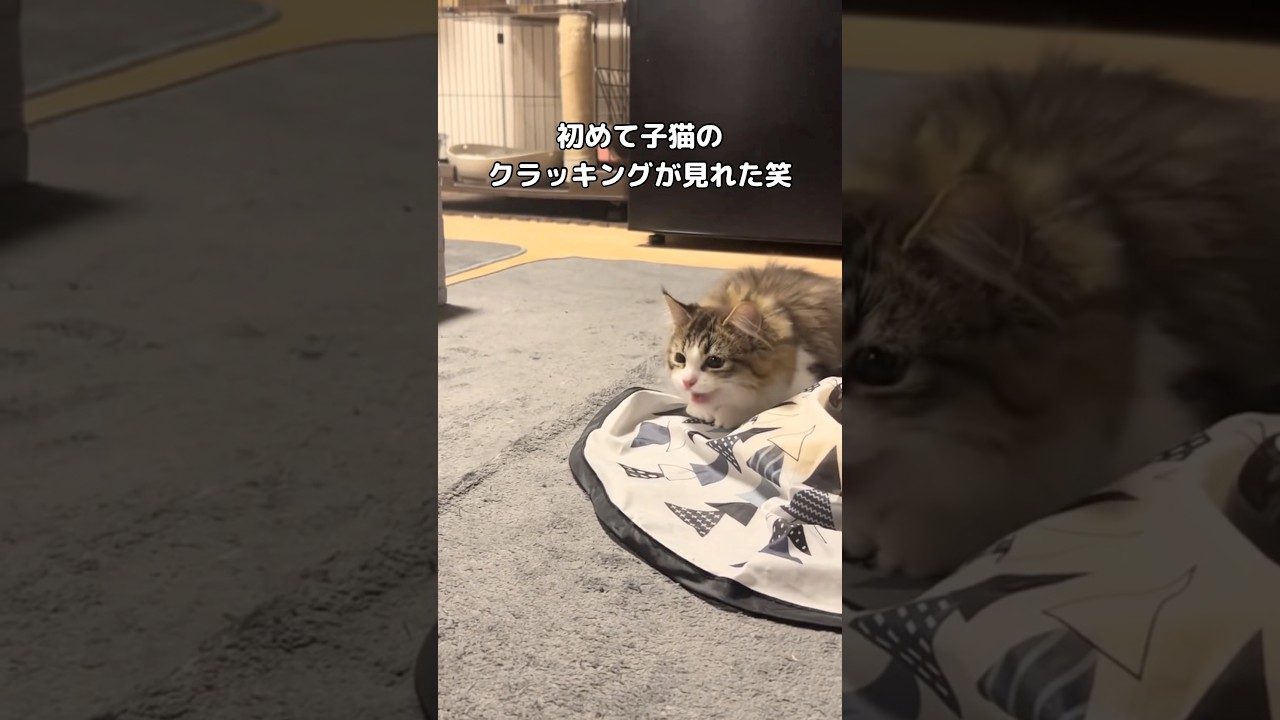 子猫のクラッキングが可愛すぎて声出たwww #クラッキング #子猫 #shorts