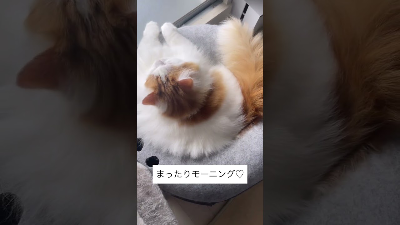 リオくんの腕ムキムキに見える💪🧡 #猫#マンチカン#cat#猫好きさんと繋がりたい