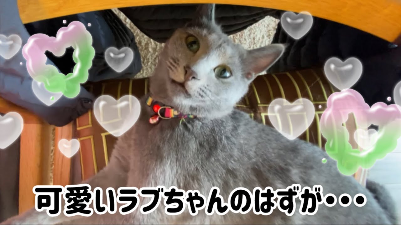 ロシブル💗ラブちゃん・可愛いラブちゃんのはずが・・・