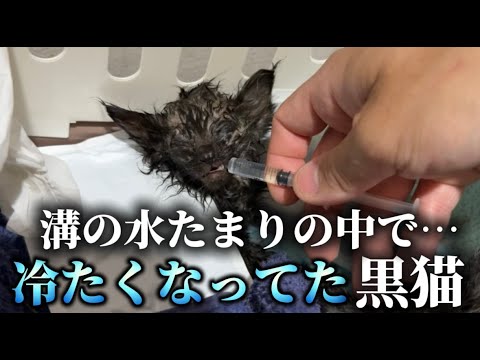 「2025年5月、TNR現場で黒猫の子猫を保護」