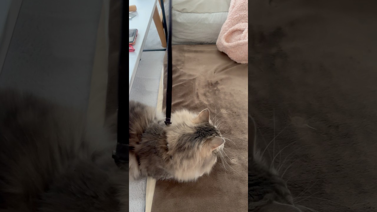 動けないわけではないようです #災害対策 #ハーネス #サイベリアン #siberian #2歳2ヶ月 #cat #猫 #shorts