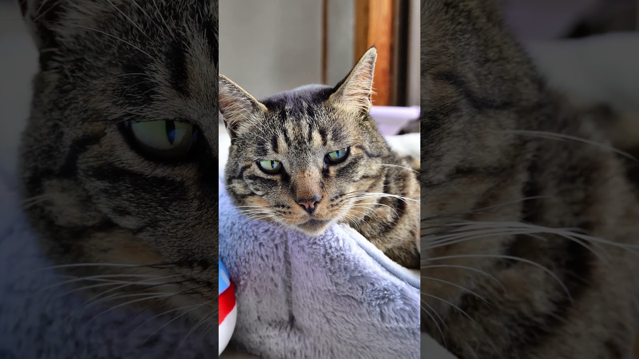 【猫動画】忙しいので主は後回しの元野良ボス一家😁💕#shorts #cat #猫のいる暮らし #キジトラ