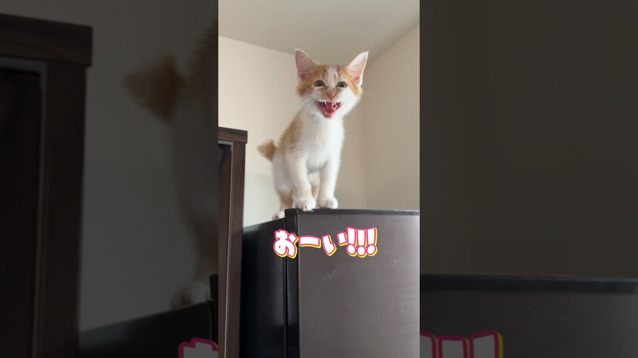 高い所から降りられなくなった子猫  #猫 #cat  #shorts