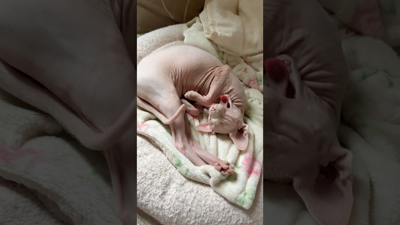 手足が長い毛のない猫のお昼寝タイム【スフィンクス】