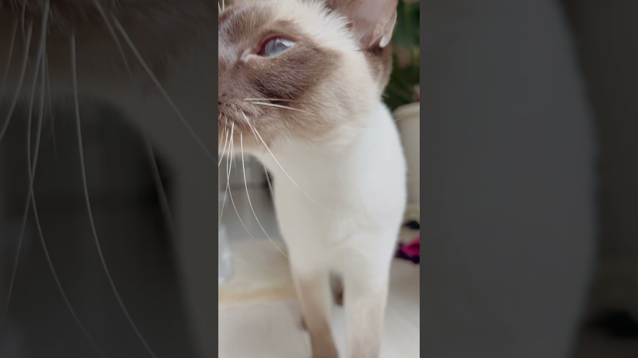 呼んだら走って来てくれる💕 #トンキニーズエマ #トンキニーズ #可愛い猫 #cat #catlife #tonkinese #ねこのいる暮らし #cutiecat #siamese