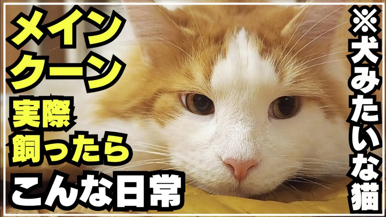 実はパパに構ってほしい大型猫メインクーン