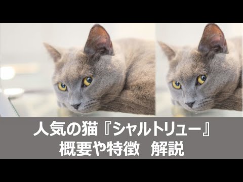 【人気の猫】シャルトリュー猫の歴史と特徴！知っておきたい5つのポイント