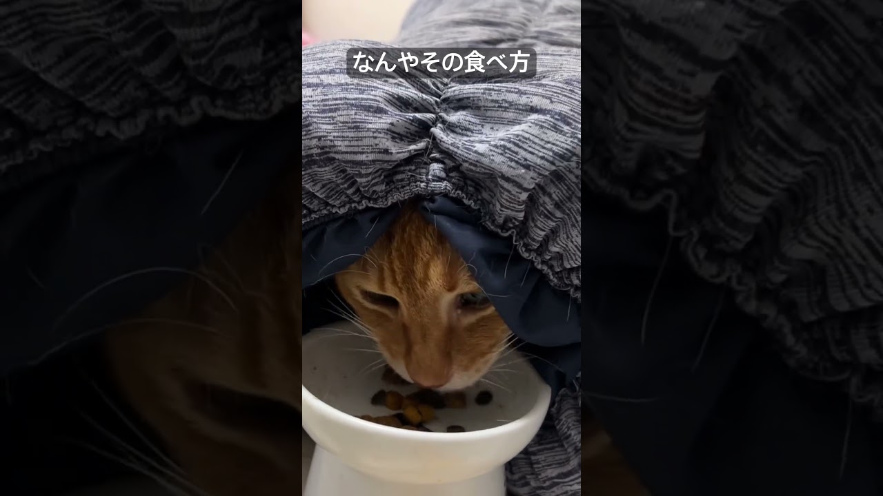 ロールクッションにこもったまま食べるベテラン子猫 #cat  #猫  #ねこ  #animal #cute #猫のいる暮らし #shorts