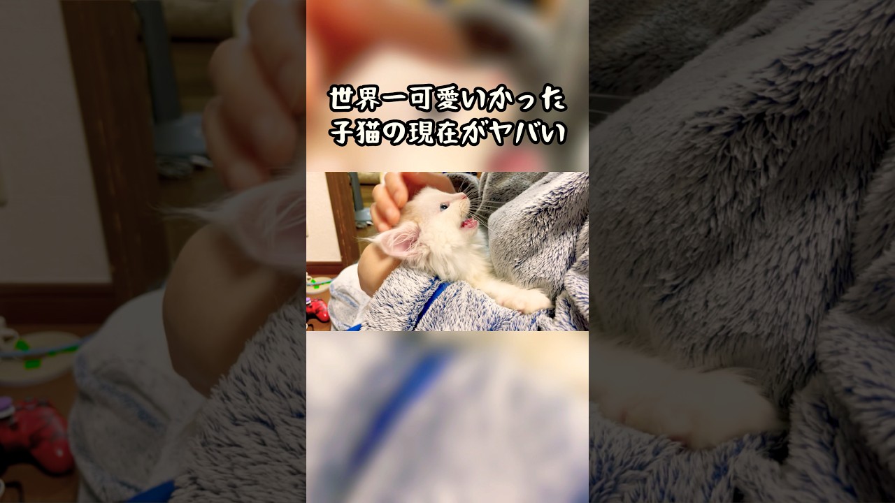 世界一可愛かった子猫の現在がヤバい #猫 #子猫 #ラガマフィン