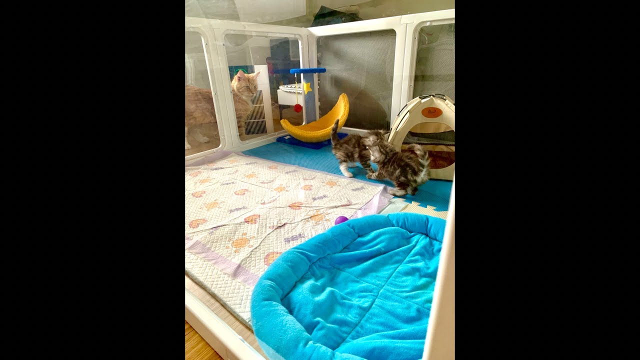 Daily Adventure of 2 Newborn Kittens and Mother Cat: Day 34 part 2