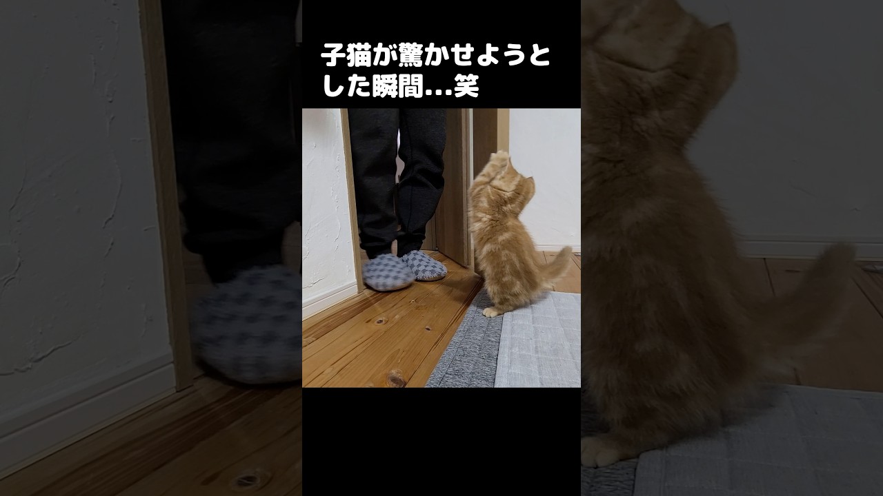 飼い主を驚かせようとする子猫がこちら...笑#shorts