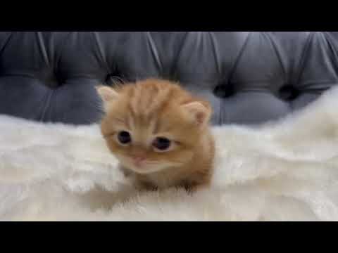 スコティッシュフォールド 💞お顔可愛い男の子🐈（毛色：レッドタビー）