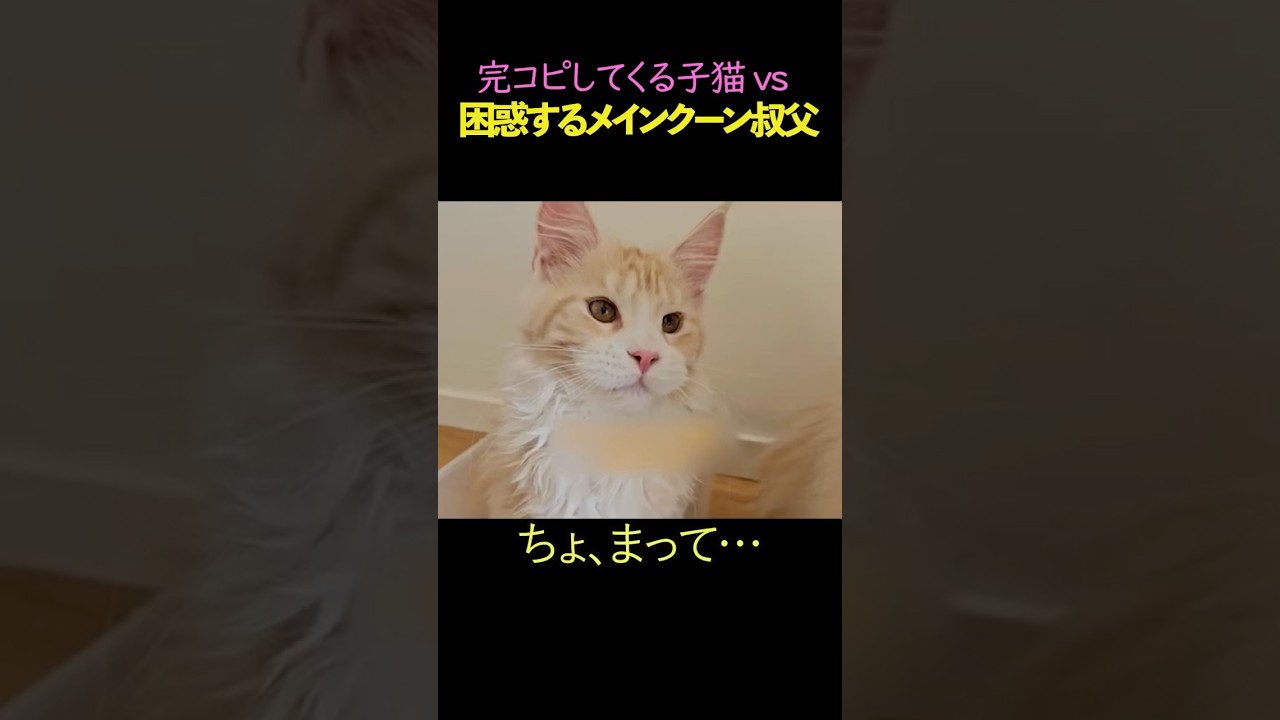 完コピしてくる子猫vs困惑するメインクーン伯父#猫　#猫のいる暮らし　#猫動画　#ねこ　#可愛い　#ペット　#かわいい　#2ch