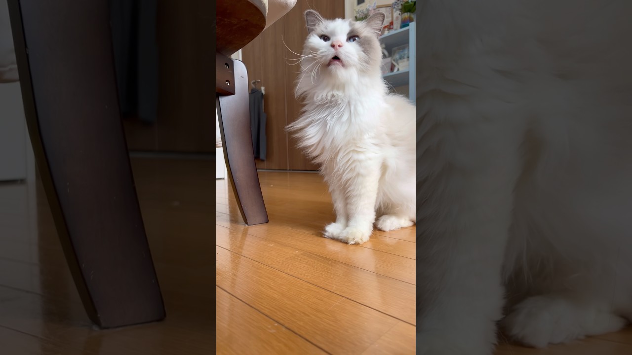 #神級にかわいい💕かまってアピール全開の【ラグドール】アリス姫🐈🐾