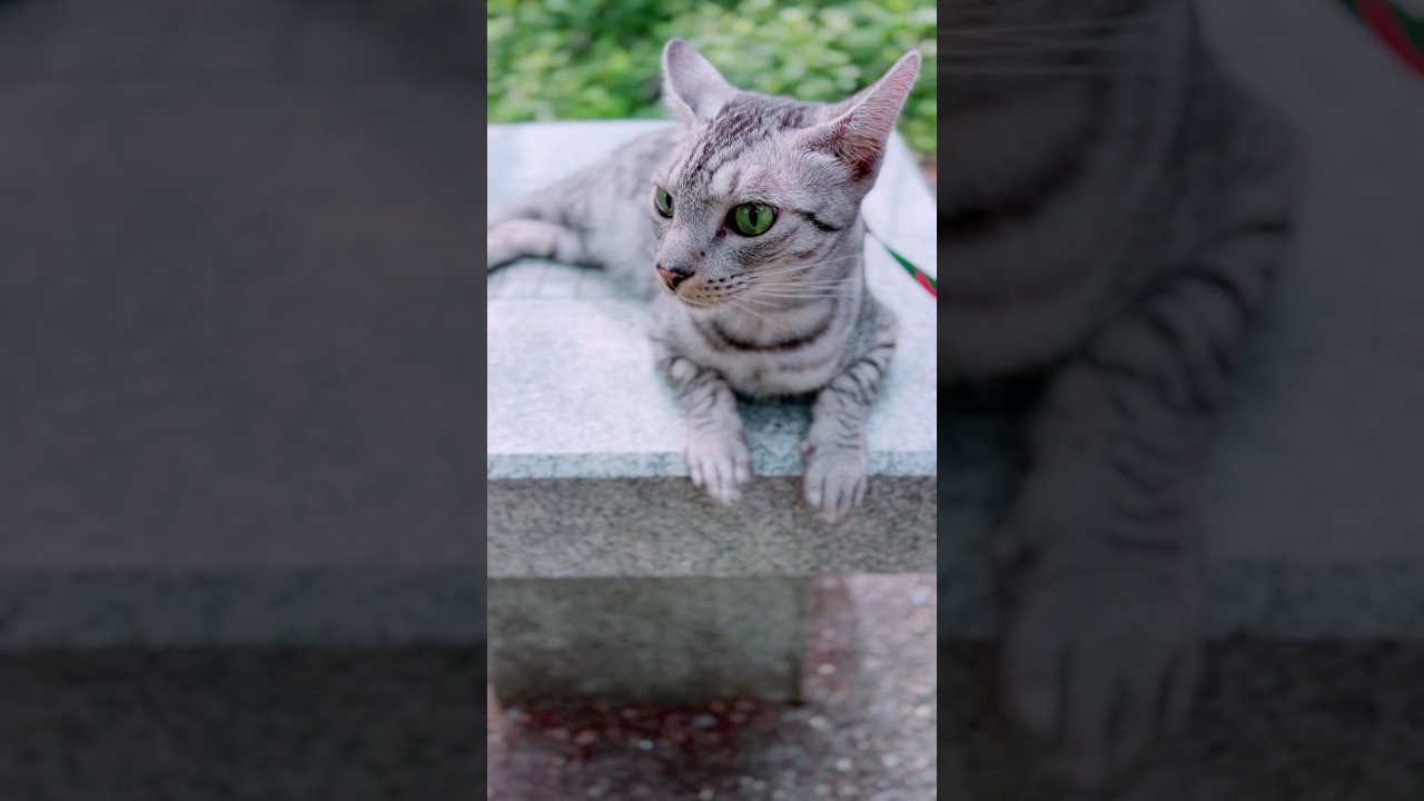 お外でめっちゃ寛いでるユキオさん😻#癒し動画 #散歩する猫 #ねこ#cat #ocicat
