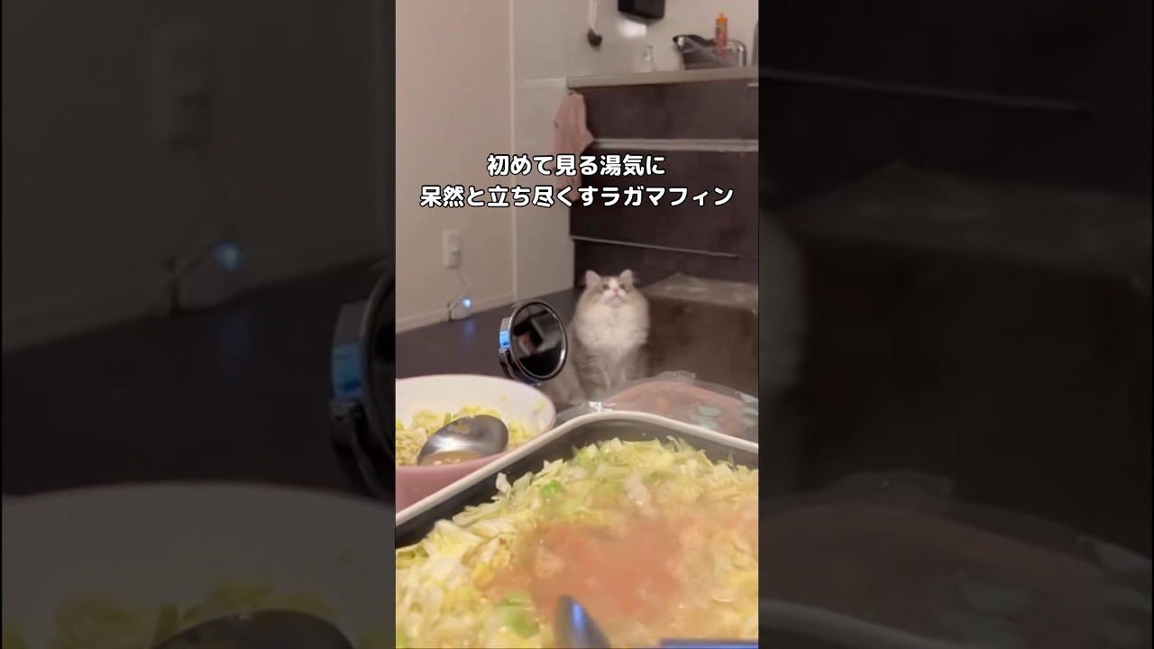 初めて見る湯気に呆然と立ち尽くしてしまう猫 #ラガマフィン #湯気 #shorts