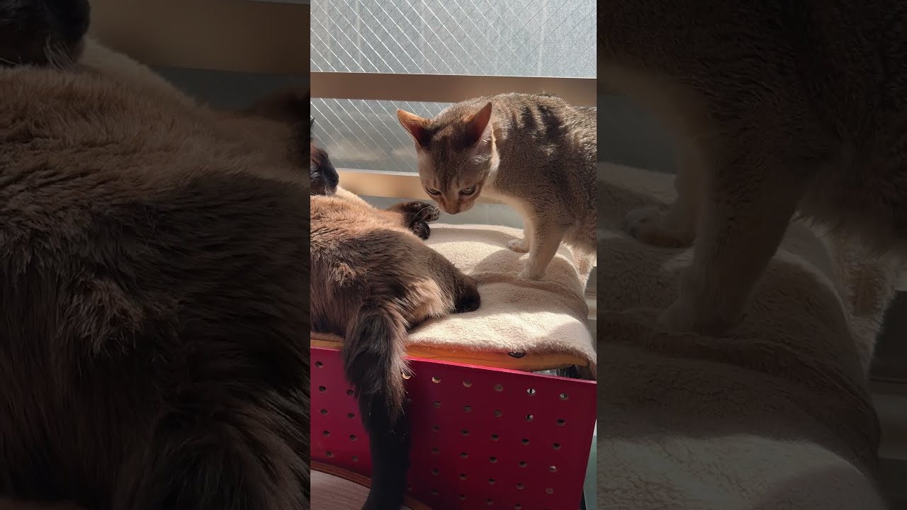 たぬき猫と一緒に日向ぼっこをしようとしていたけど止めちゃったシンガプーラなのにゃ♪#cat #シンガプーラ #トンキニーズ#たぬき猫#singapura#tonkinese