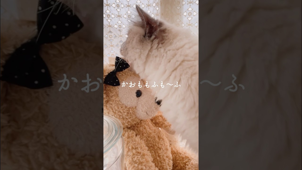 長毛ラグドールマンチカン10ヶ月🐾最近抜け毛がひどいのです💦#猫のいる暮らし #cat #catvideos #ダッフィー #shorts #ねこ
