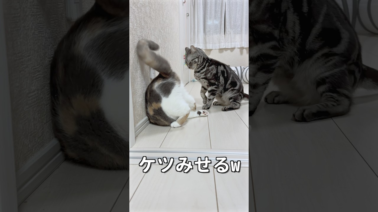 【猫界の策士】ぷ〜で回避!? 子猫の小癪な行動が面白すぎた　#猫  #子猫  #ぷ〜  #猫界の策士  #猫プロレス　#shorts