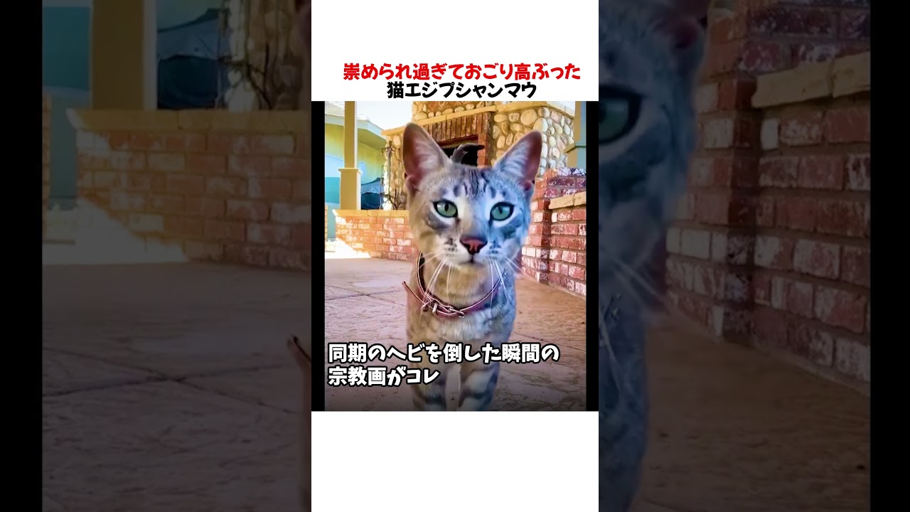 崇められ過ぎておごり高ぶった猫エジプシャンマウ