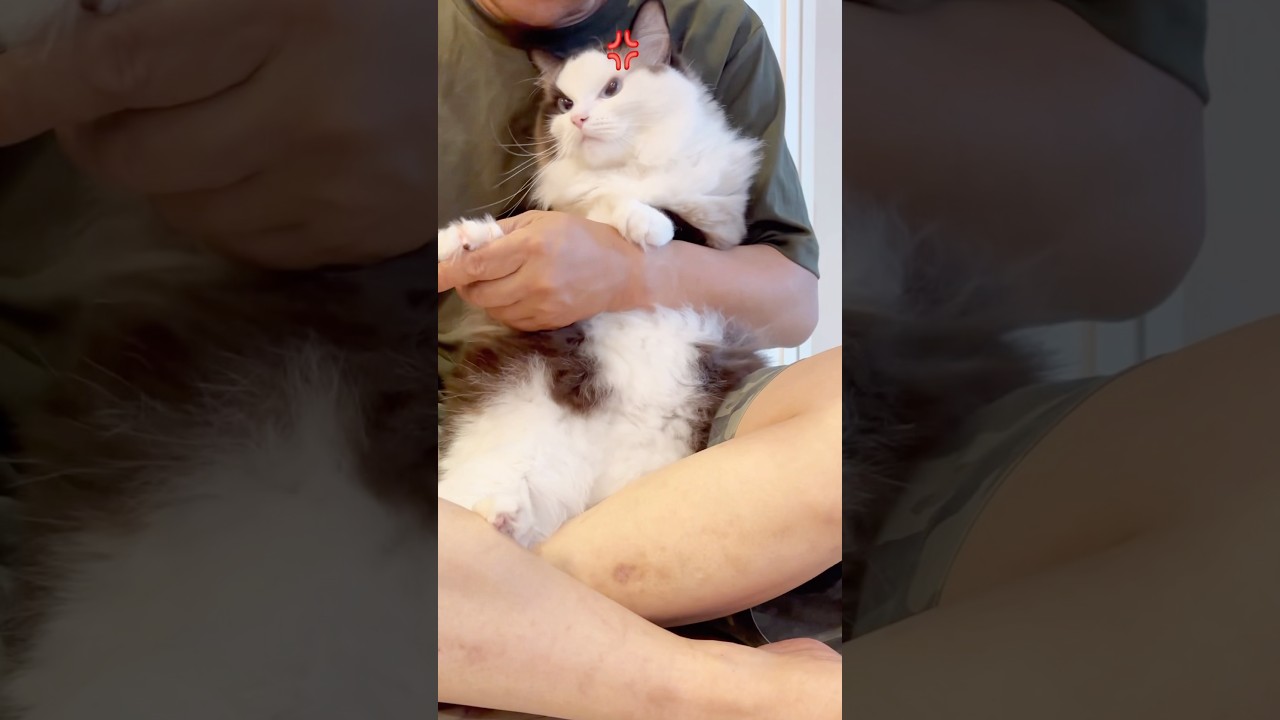 【猫動画】爪切り💢マーク😈#shorts #猫 #cat #ラグドール