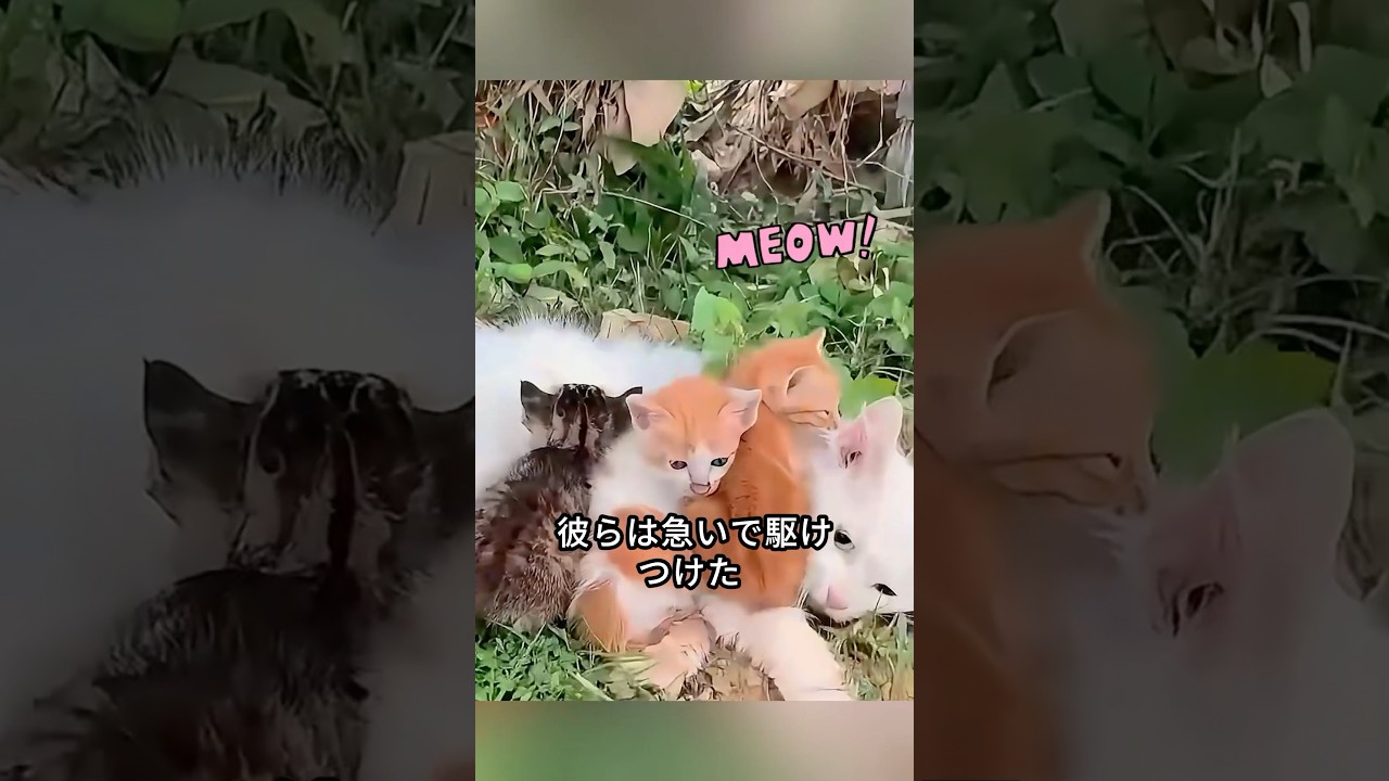 子猫たちが母猫を救ってくれるよう懇願して鳴き、そして...