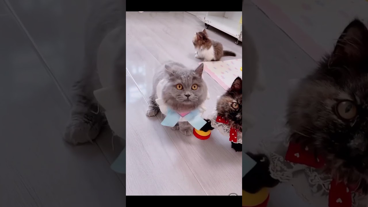 Cute Mini cat #pets #funny #dog #puppy