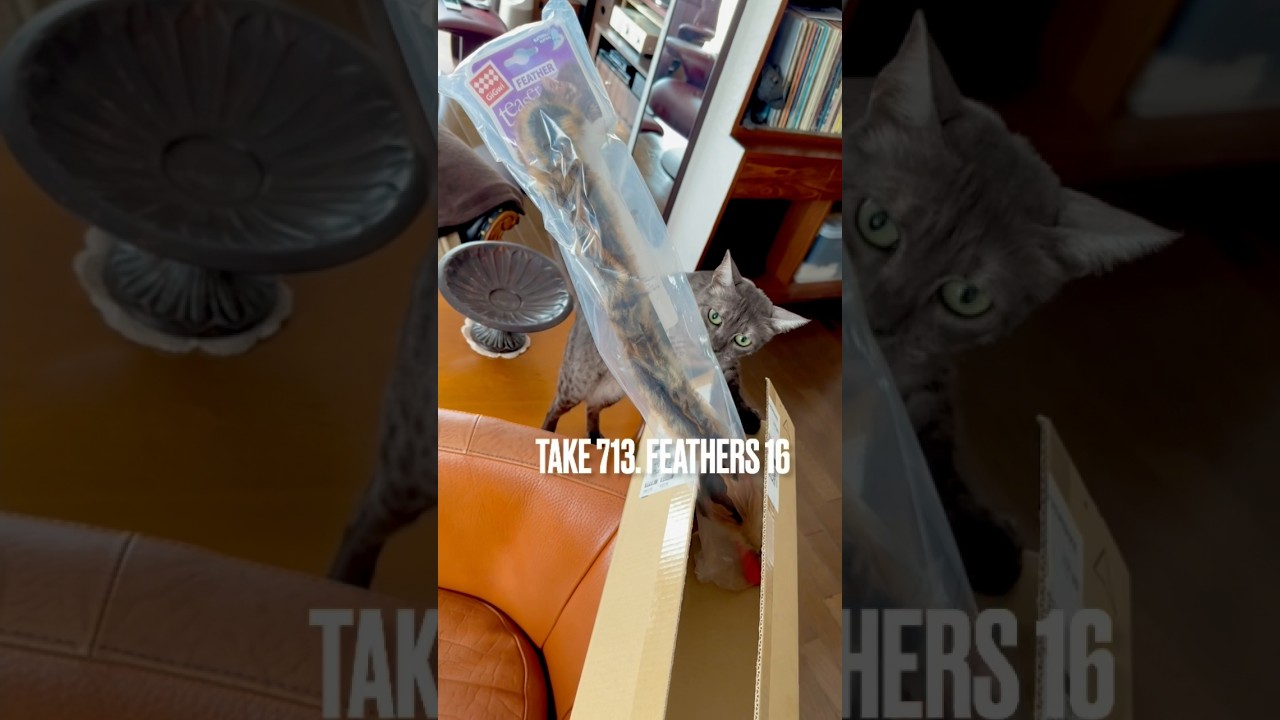 #gigwi の #猫じゃらし 2本目来たにゃ❗️前のは遊び過ぎて、よだれ🤤でがびがびにしちゃったのにゃ‼️#egyptianmaucat #エジプシャンマウの仲間たち #shorts