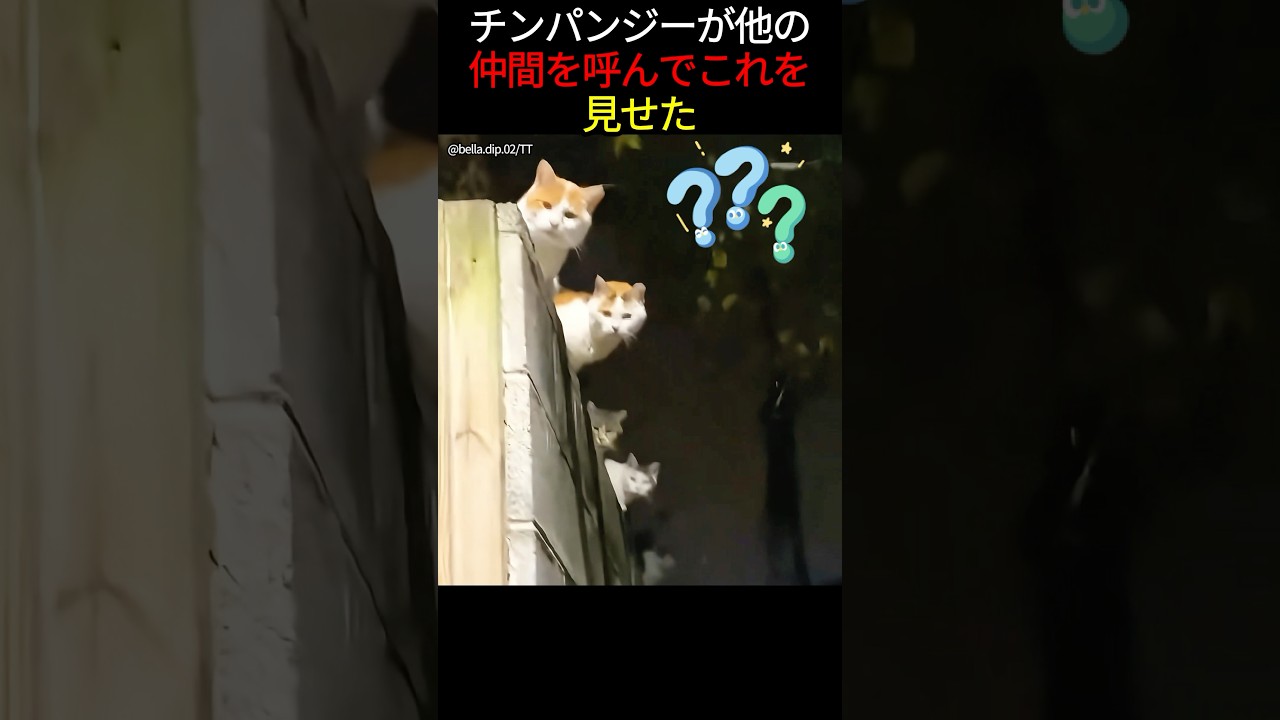 こんなにたくさんの猫は想定外だった😲🐱👀