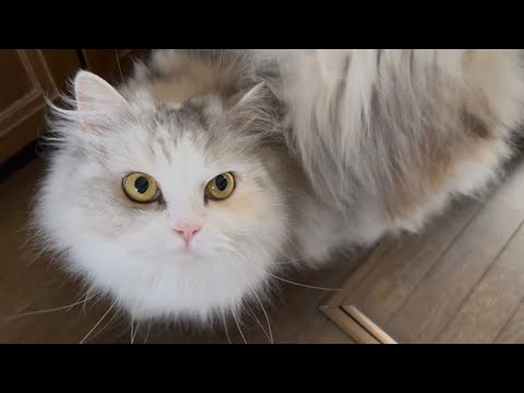 可愛さで無双しまくる、もふもふ愛猫🥹【スコティッシュフォールド】