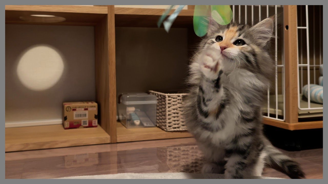 『ノルウェージャンフォレストキャット』一目惚れしてお迎え