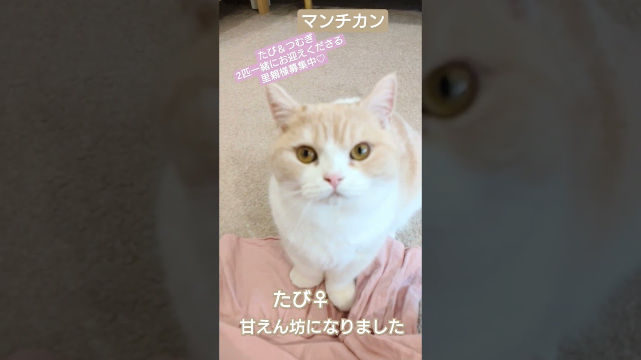 新入り　マンチカンたび♀