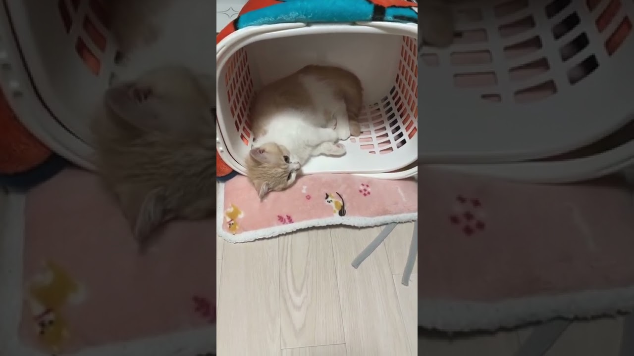 ほげ〜っ　子猫マンチカンまんじろう