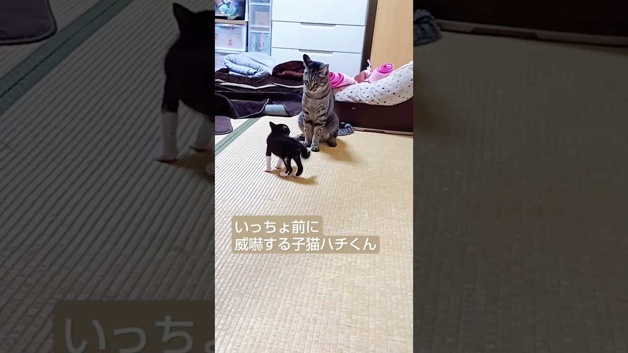先住猫ミスターに、新入り子猫が挑発！？子猫ハチくんは果たして！？ #保護猫#shorts#ねこ