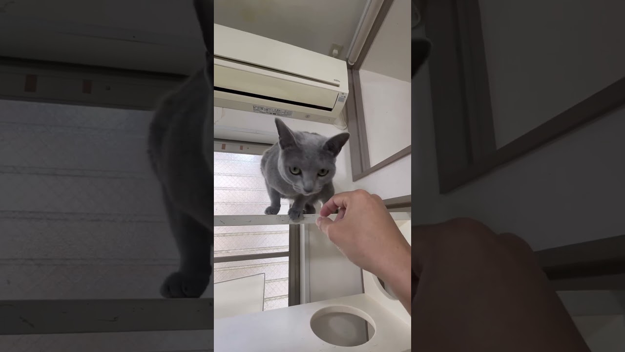 ロシアンブルーのはるちゃん【猫専用ホテル】#shorts #cat