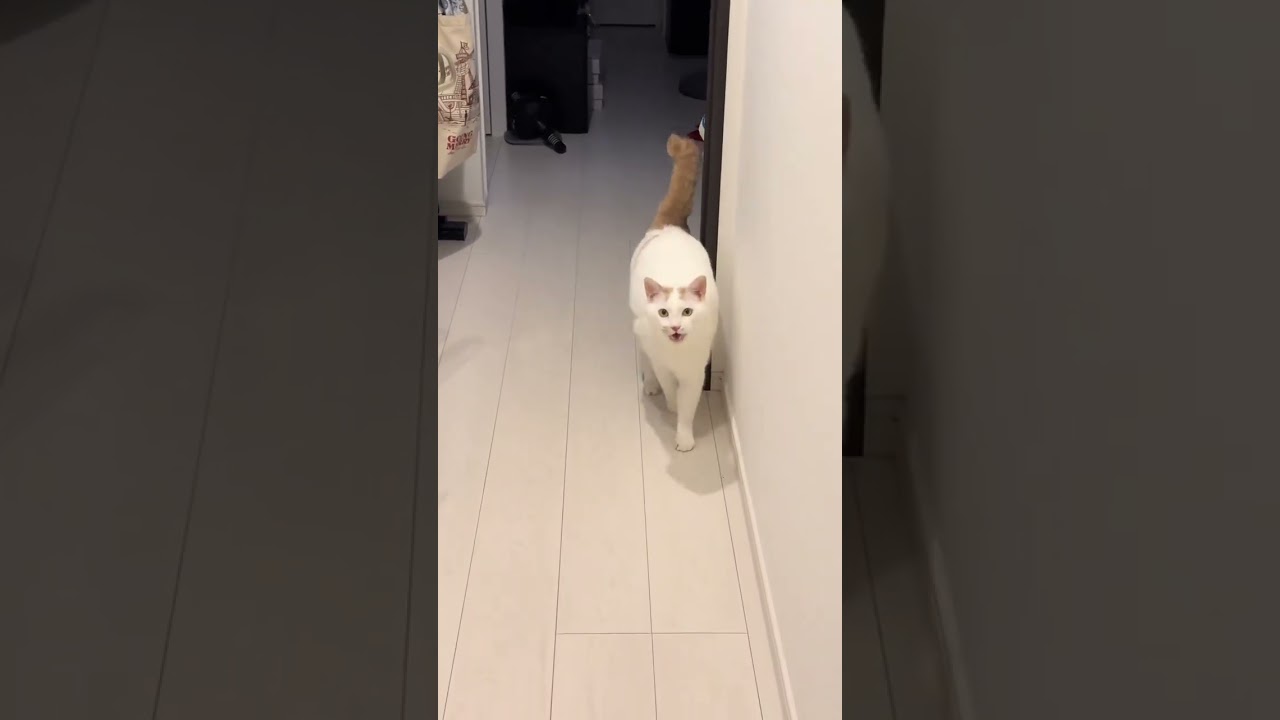 お仕事でした。妹に見ててもらいました。　#cat #cats #猫のいる暮らし #かわいい #子猫 #cutecat #保護猫