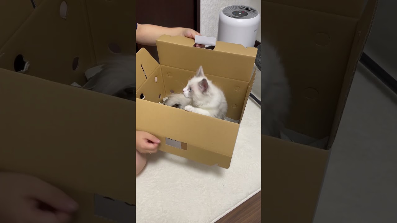 ラグドールの男の子をお迎えしました🐯#ラグドール#子猫#cat