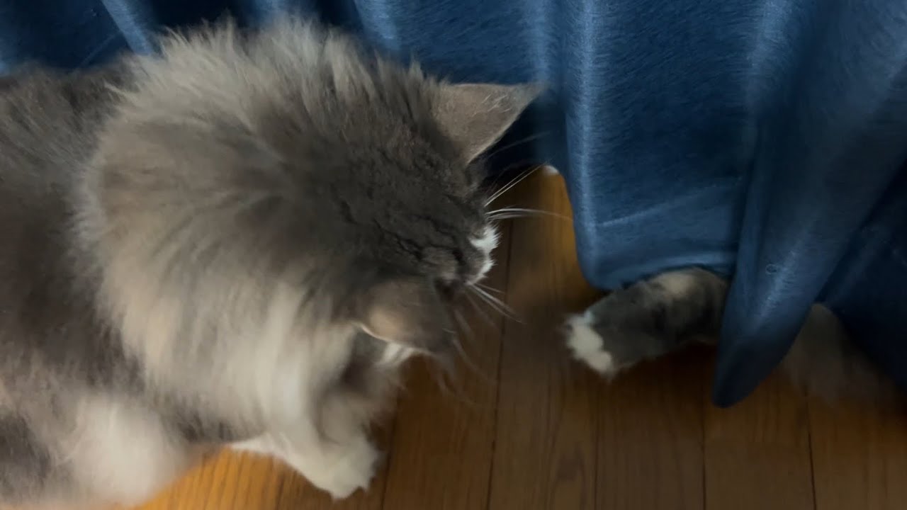 【兄弟♡】いつでも仲良し！！兄弟ノルウェージャンフォレストキャットの遊び時間♪