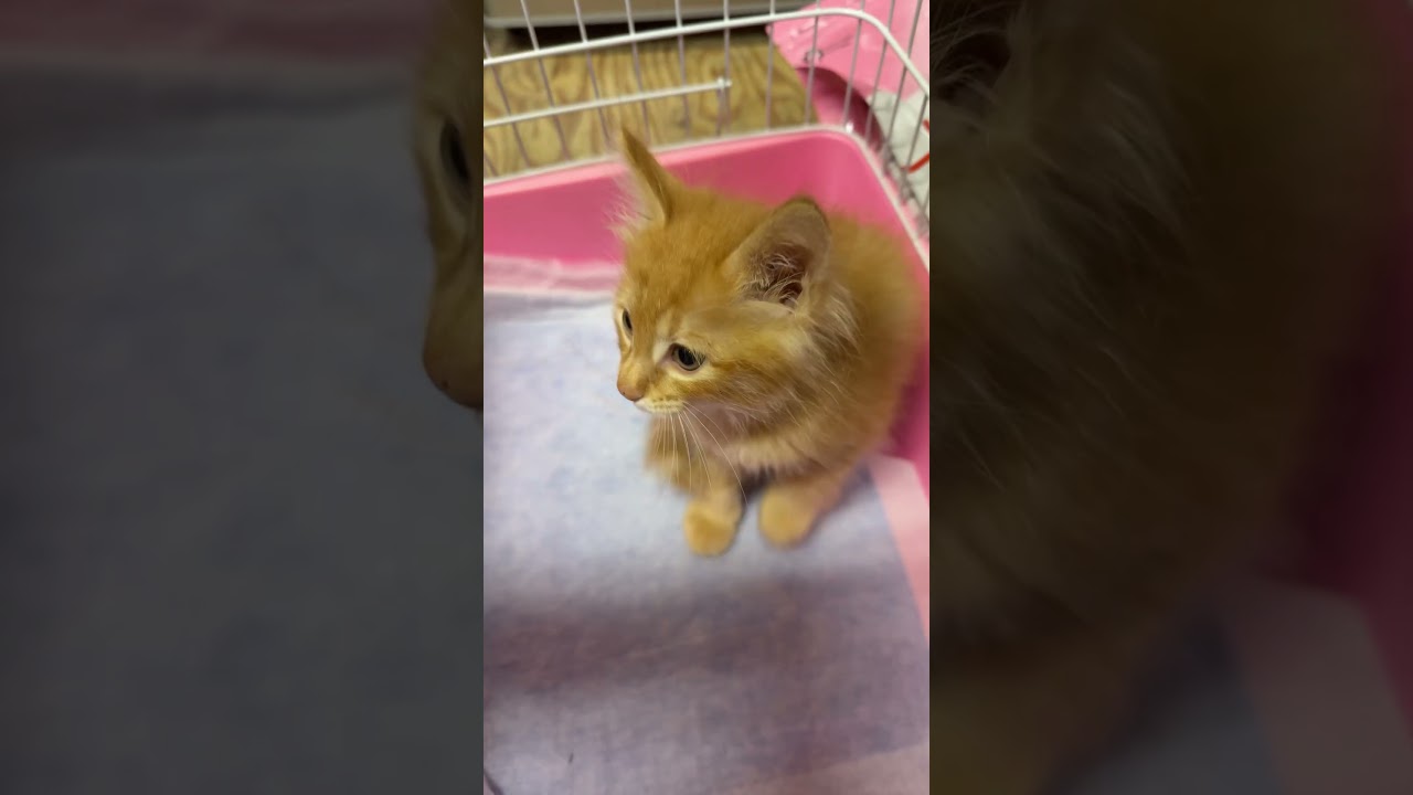 子猫が来たよって伝えなきゃ！#kitten #shorts #cat #保護猫 #子ネコ #子猫の成長日記