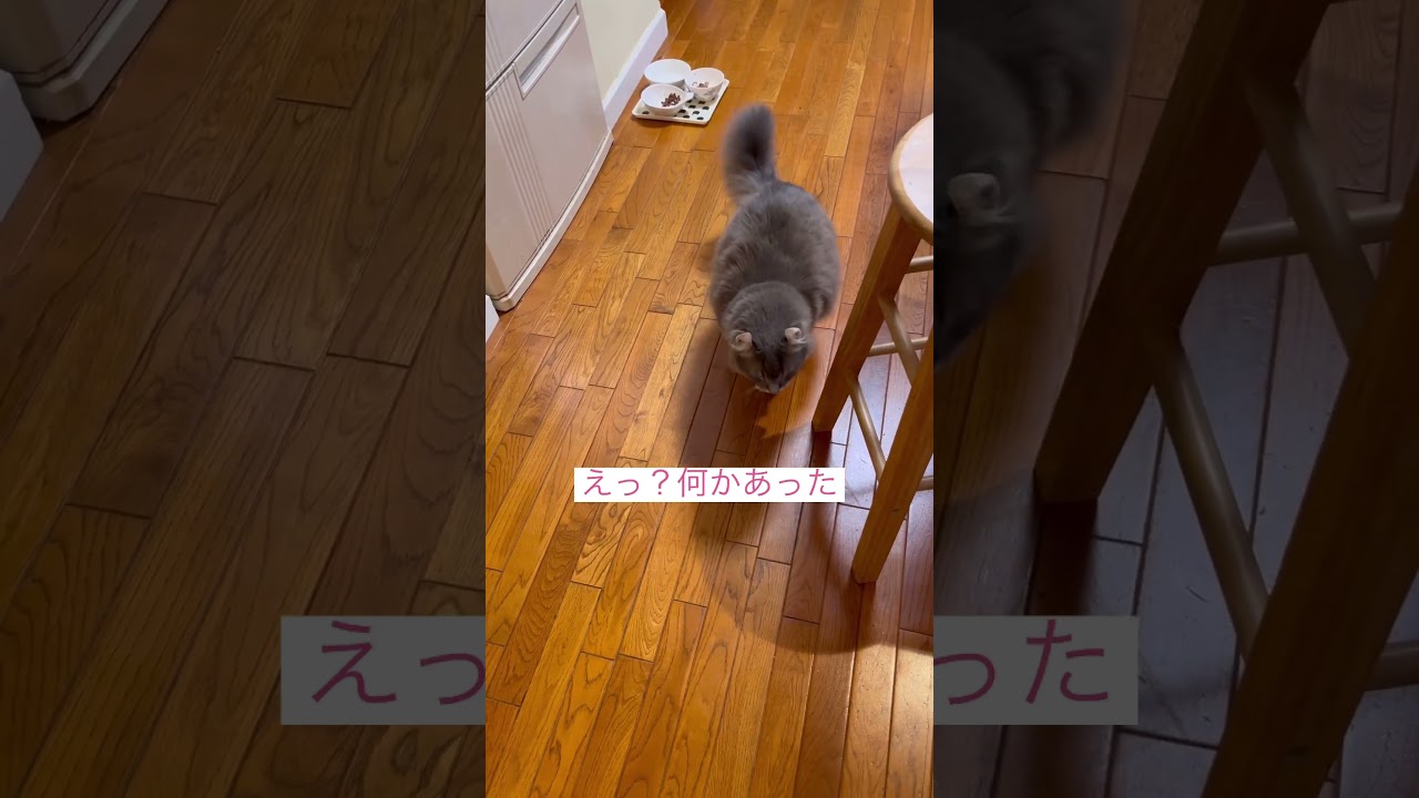 来てるよ #ねこ動画 #アメリカンカール #catvideos