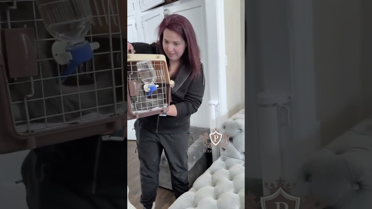 Gotcha Day: Maine Coon kitten Blu's special day!