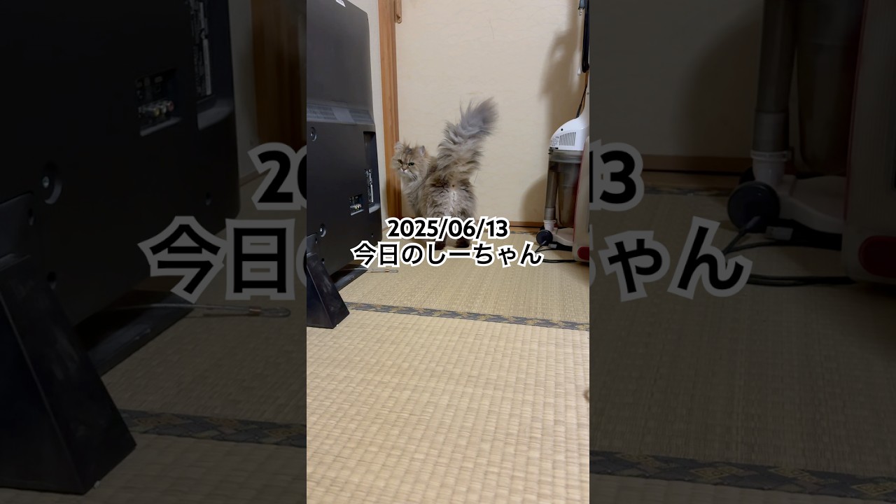 2025/06/13今日のしーちゃん #猫 #ペルシャ #シエル #cat #猫のいる暮らし