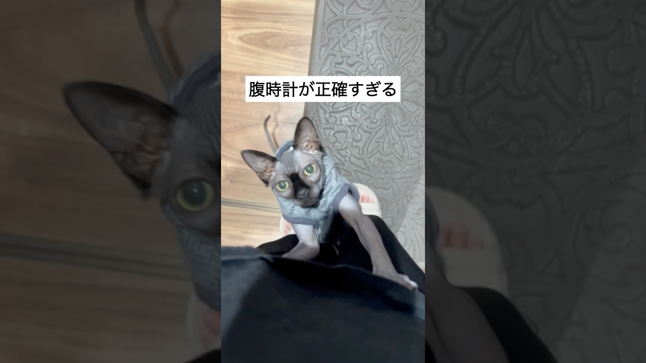 ごはんの時間がわかるスフィンクス#shorts #スフィンクス #スフィンクス猫 #猫動画#sphynx
