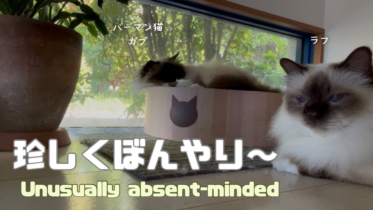 バーマン猫ガブとラフ【珍しくぼんやり〜】Unusually absent-minded（バーマン猫）Birman/Cat