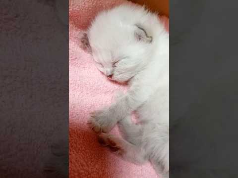 ラグドールのフリしてるマンチカン子猫／かわいい猫