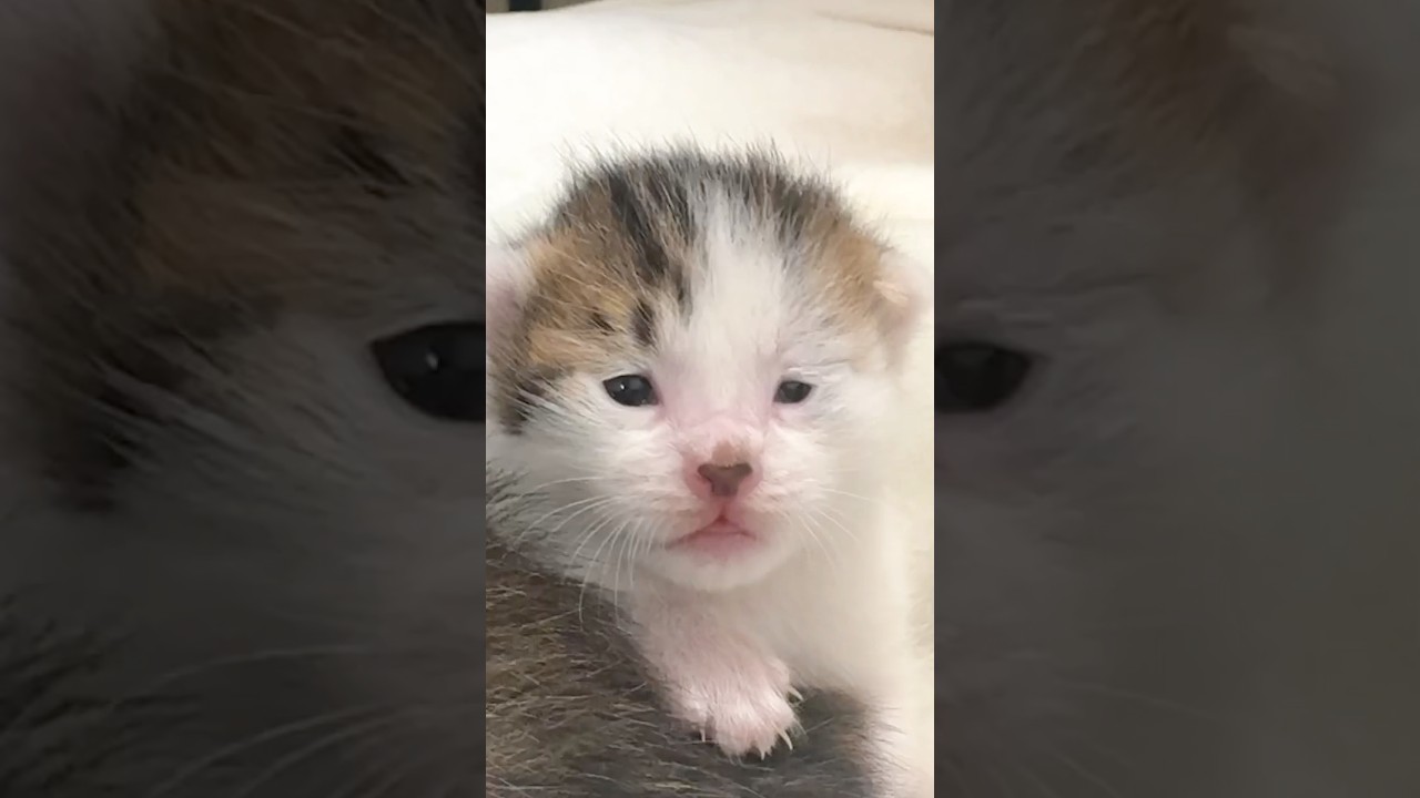 生後1週間の子猫の4ヶ月間をまとめました！#猫 #cat #子猫 #猫のいる暮らし #まつたけ日和 #kitten